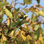 Prečo černejú orechy?