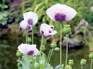 Mak siaty: Rastlina s nádhernými kvetmi, ktoré lákajú aj hmyz