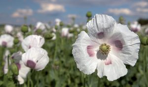 Mak siaty: Rastlina s nádhernými kvetmi, ktoré lákajú aj hmyz