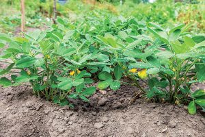 Prečo pestovať a zaradiť do jedálneho lístka arašidy