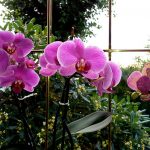 Čo robiť, aby orchidea na parapete krásne kvitla?