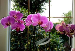 Čo robiť, aby orchidea na parapete krásne kvitla?