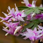 Prečo vianočnému kaktusu opadávajú kvety?