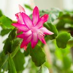 Rozmnožte si vianočný kaktus jednoducho a rýchlo