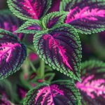 5 rastlín, ktorým namiesto kvetov žiaria listy