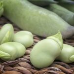 Všetko o bôbe a jeho priaznivých účinkoch na naše zdravie