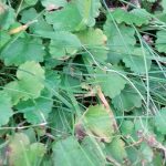 Zádušník v trávniku. Čo s ním?