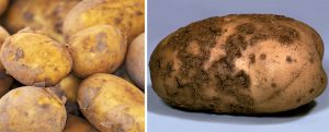 Chrastavitosť zemiakov - čo s tým?