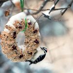 Lojové pochúťky: Pomôžte teraz operencom, v sezóne sa vám to vráti