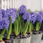 Pripravte si jar: Hyacinty naplnia byt vôňou