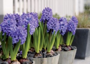 Pripravte si jar: Hyacinty naplnia byt vôňou