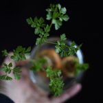 Petržlenová vňať