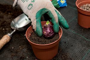 Výsadba hyacintu