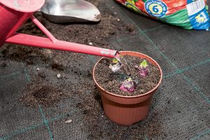 Polievanie hyacintov