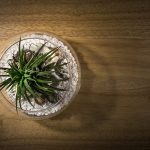 Zútulnite si interiér minizáhradkou. Poteší aj v zimných mesiacoch