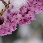 Zimné krásavice, ktoré žiaria aj počas najmrazivejších dní