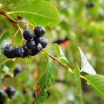 Arónia: Zdravie, ktoré sa zmestí aj do menších záhrad