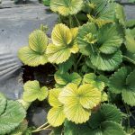 Žlté listy jahôd: Ako bojovať s chlorózou?