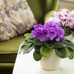 Prečo majú fialky skrútené listy?