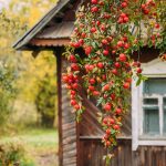 Najväčšia prednosť starých odrôd: Aróma a chuť plodov, ktoré nie sú bežne v predaji
