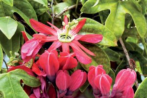 Mučenka: Liečivá rastlina s úchvatnými kvetmi a chutnými plodmi