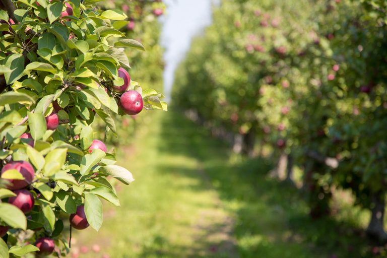 Bohatá úroda pri správnom postupe: Rez štíhleho vretena