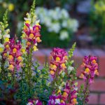 Neviete sa dočkať sezóny? Predpestujte si tieto očarujúce letničky