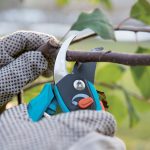 Výsadbový, tvarovací, či udržiavací rez jadrovín? Poradíme vám!