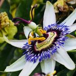 Mučenka: Liečivá rastlina s úchvatnými kvetmi a chutnými plodmi