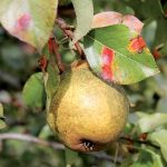 Hrdza na listoch hrušky