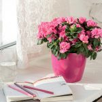 Ako sa postarať o izbovky, ktoré kvitli v zime?