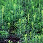 Nové ihličnany zo semien? Takto sa to podarí