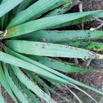 Hnedé škvrny na listoch juky