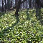 Ako sa pri zbieraní medvedieho cesnaku neotráviť