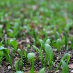 Medvedí cesnak na raňajky, obed i večeru