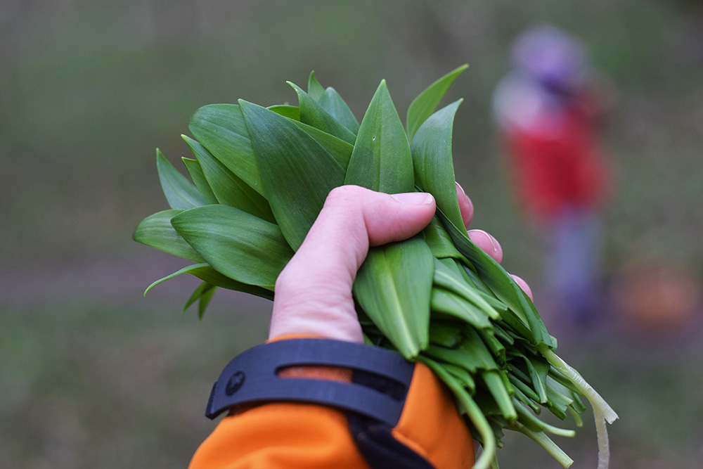 Medvedí cesnak na raňajky, obed i večeru