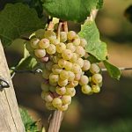 Ako rezať vinič? Nie je to až také zložité, ako by sa mohlo zdať