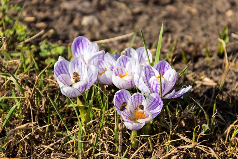 Kalendár záhradkára: Marec v záhrade