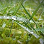 Čo s machom v trávniku, ktorý sa objavil po zime?