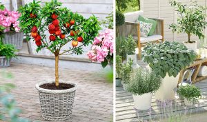 Vytvorte si záhradu na balkóne či terase