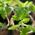 Dajte šancu veciam aj druhýkrát, alebo kam zasiať priesady?