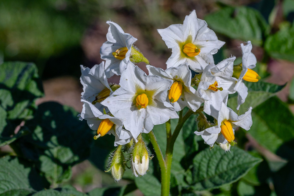 potato-blossom-3508953_1280