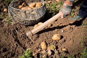 6 užitočných rád, vďaka ktorým dopestujete krásne zemiaky