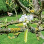 Lišajníky na ovocných stromoch. Treba ich odstrániť?