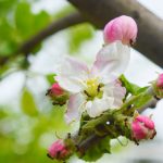 Záhradný doktor: Ekologicky proti mravcom