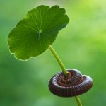 Mnohonôžky, upratovacia čata záhrady