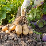 6 užitočných rád, vďaka ktorým dopestujete krásne zemiaky