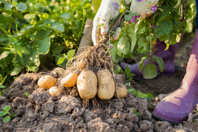 6 užitočných rád, vďaka ktorým dopestujete krásne zemiaky