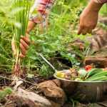 Poznáte tajomstvo bohatej úrody? Vysádzajte zeleninu v týchto správnych kombináciách!