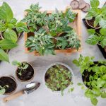 Všetko o zdravých zeleninových priesadách